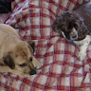 Meet your Posher, Joyce